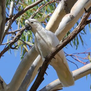 Sulphur-crested Cockatoo