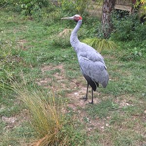 Brolga (Grus rubicunda)