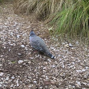 Crested pigeon (Ocyphaps lophotes)