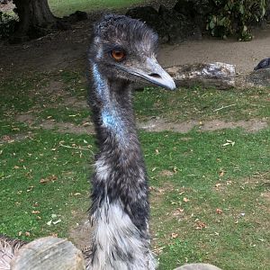 Emu (Dromaius novaehollandiae)