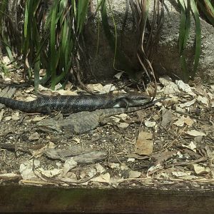 Lizard Lane - Exhibit One