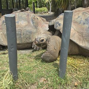 Galapagos giant tortoise (Chelonoidis nigra)