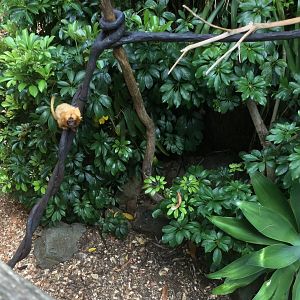 Juvenile Golden lion tamarin (Leontopithecus rosalia)