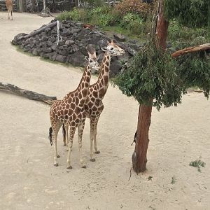 Kiraka and Kabili (mother and daughter)