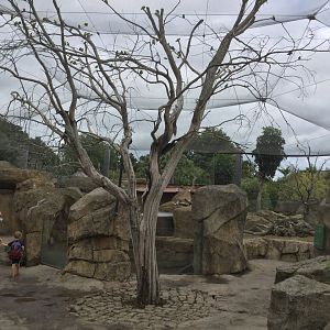 African Aviary - Masked Lovebirds