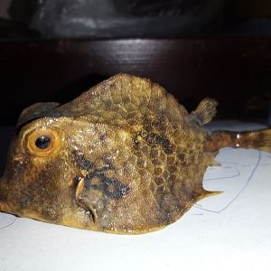 Boxfish specimen ID, from Cuba