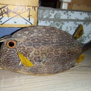 Boxfish specimen ID, from Cuba