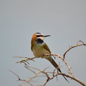 White-throated bee-eater - World of Birds [2017]