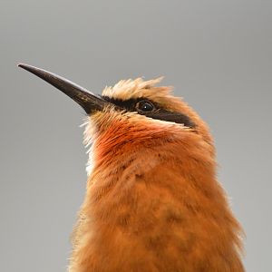 White-fronted bee-eater - World of Birds [2017]