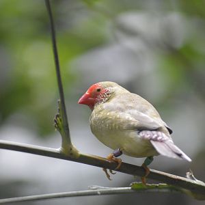 Star finch - World of Birds [2017]