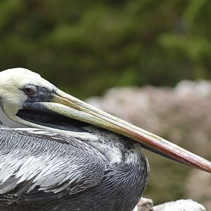 Peruvian pelican - Sea Bird Aviary [2017]
