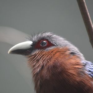 Chestnut-breasted malkoha - Aquatic Bird House [2017]