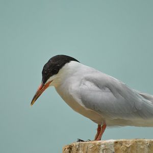 [ID] Tern - Aquatic Bird House [2017]