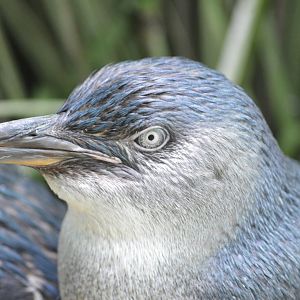 Little Penguin - Aquatic Bird House [2017]