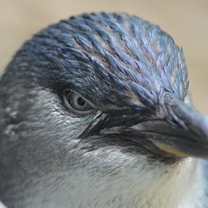 Little Penguin - Aquatic Bird House [2017]