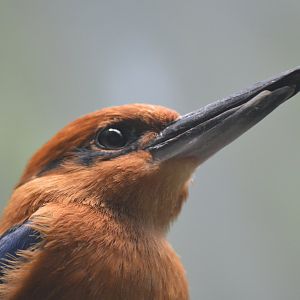 Guam Kingfisher - Aquatic Bird House [2017]