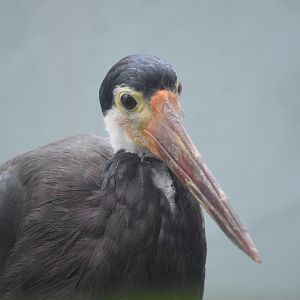 Storm's stork - Aquatic Bird House [2017]