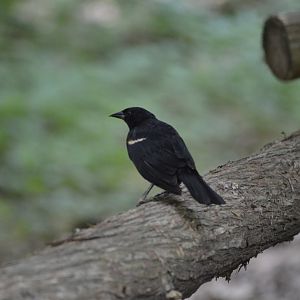 Wild red-winged blackbird