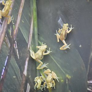 Kihansi spray toad - World of Reptiles [2017]