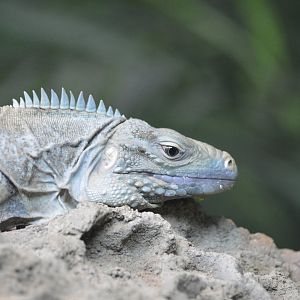 Blue iguana - World of Reptiles [2017]