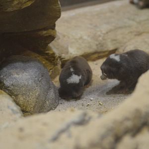 Damaraland mole-rat - Mouse House [2017]