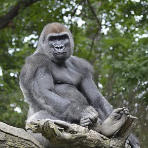 Western lowland gorilla - Congo Gorilla Forest [2017]