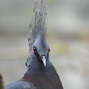 Victoria crowned pigeon - Jungle World [2017]