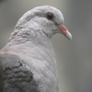 Pink pigeon - World of Birds [2018]