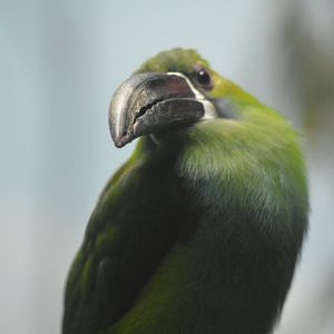 Crimson-rumped toucanet - World of Birds [2018]