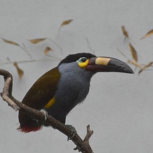 Plate-billed mountain toucan - World of Birds [2018]