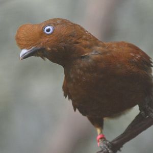 Andean cock-of-the-rock  - World of Birds [2018]