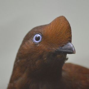 Andean cock-of-the-rock - World of Birds [2018]