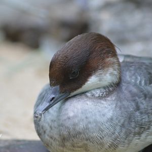 Smew - Aquatic Bird House [2018]