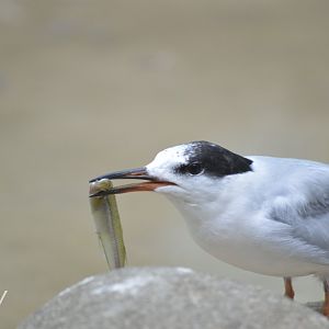 Forster's Tern - Aquatic Bird House [2018]