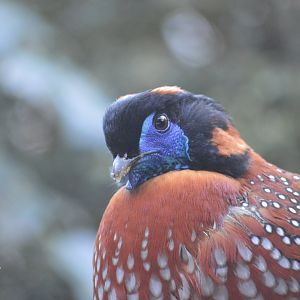 Temminck's tragopan - Himalayan Highlands [2018]