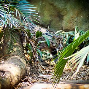 Fishing Cat (Prionailurus viverrinus) - December 2019