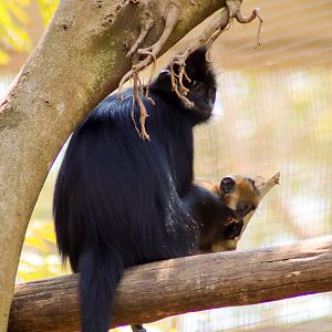 Mother and Infant - François' Langur (Trachypithecus francoisi) - December 2019