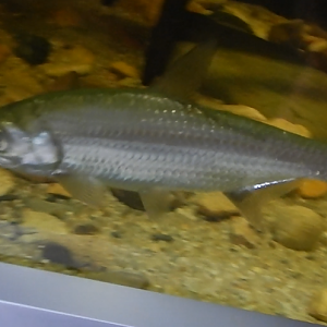 Fish ID?