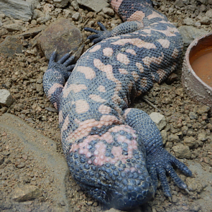 Gila Monster