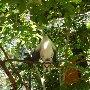 Torresian Imperial Pidgeon