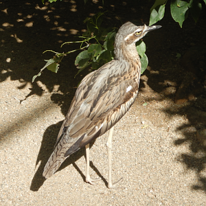 Bush Stone Curlew