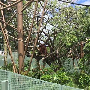 Bornean Orangutan Exhibit