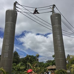 Charlie on the Aerial Pathway