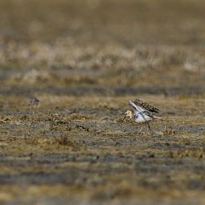 Buff-breasted Sandpiper