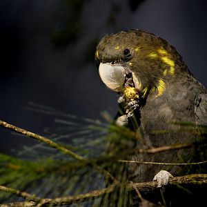 Glossy Black Cockatoo (ssp. lathami)