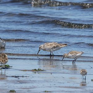 Great Knot
