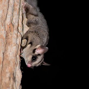 Krefft's/Sugar Glider
