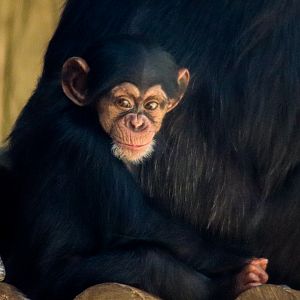 Safiri - Chimpanzee Infant (Pan troglodytes) - December 2019