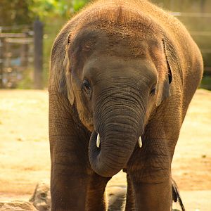 Jai Dee (2017-2020) - Asian Elephant Calf - December 2019