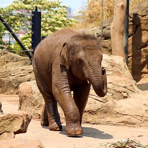 Jai Dee (2017-2020) - Asian Elephant Calf - December 2019